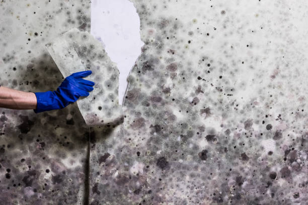 Best Attic Mold Removal  in Quarryville, PA