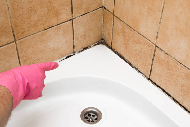 Certified Mold Removal in Quarryville, PA