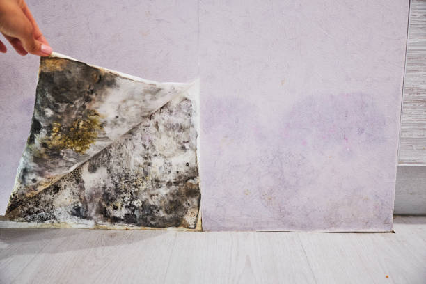 Attic Mold Removal in Quarryville, PA